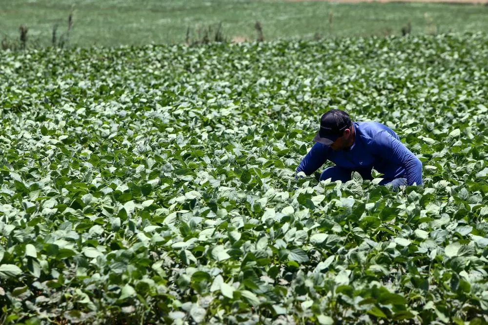 Açúcar, carne e laranja: conheça o agro de São Paulo que alimenta o mundo
